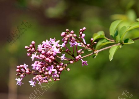 春天的丁香花图片