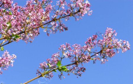 春天的丁香花图片