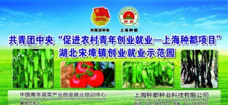 上海种都蔬菜展板图片