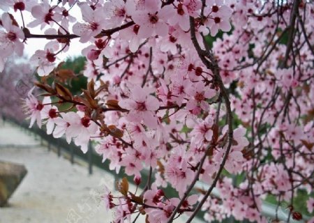 樱花溪图片