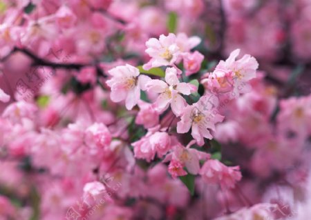 梅花图片