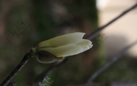 玉兰花苞图片