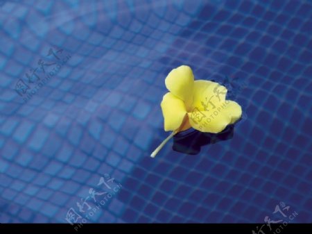 水中黄色花朵图片