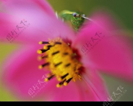 昆虫和花朵图片