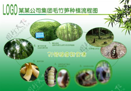 竹笋种植流程图图片