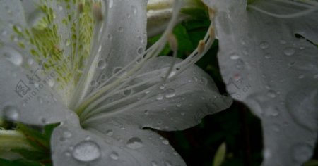 百合花瓣图片