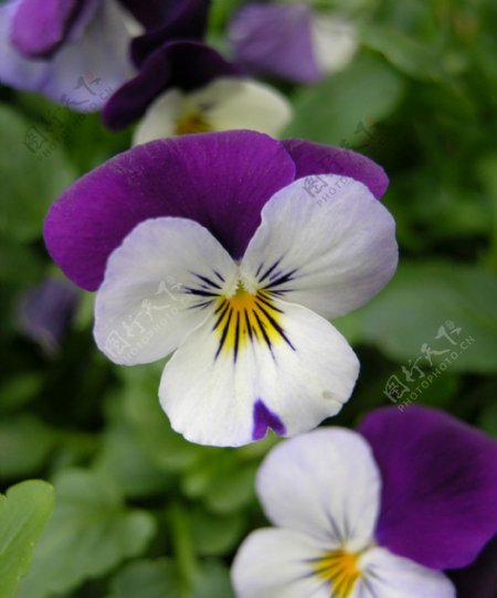 三色堇植物花卉园艺图片