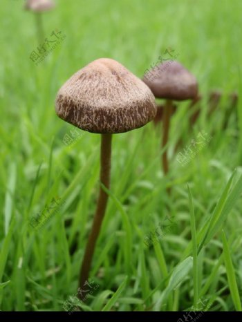 真菌植物图片