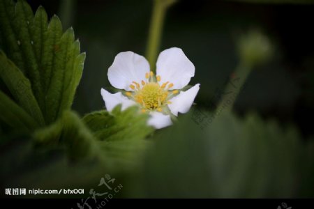 盛开的白花图片