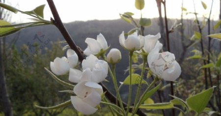 山里的梨花图片