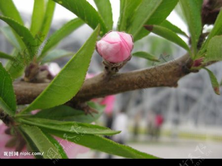 含苞待放图片