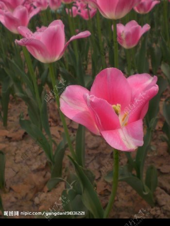 粉色郁金香图片
