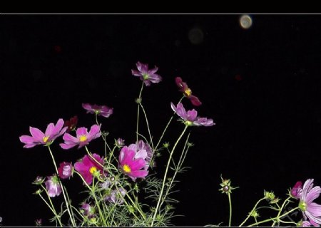 夜幕下的花朵图片