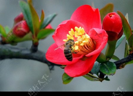 蜂舞花间图片
