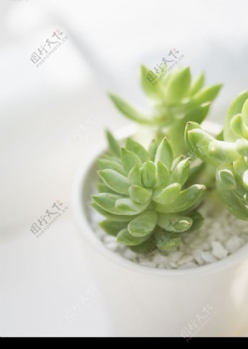 绿色小植物图片
