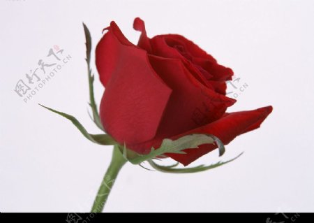 花卉红玫瑰图片