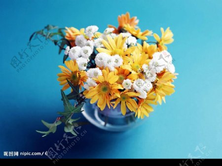 菊花花束图片