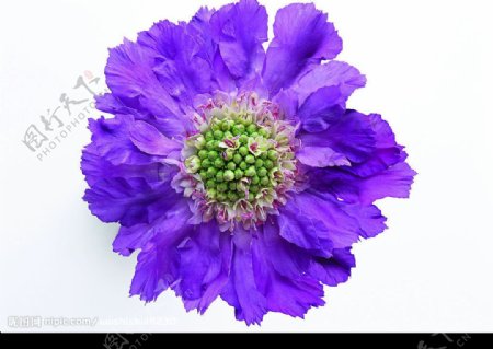 美丽的紫花图片