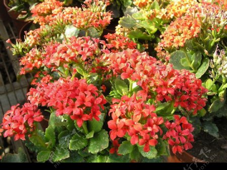 红色花簇图片