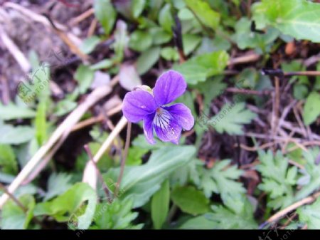 生物世界花草紫色的花图片