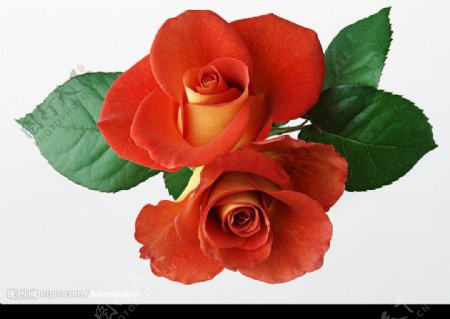 两朵红玫瑰图片