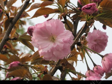 粉红海棠花图片