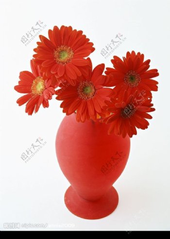 花瓶中的红花图片