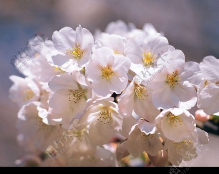 樱花12图片