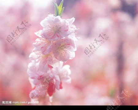 精品花卉系列花的世界图片