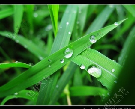 清晨小草沾露图片