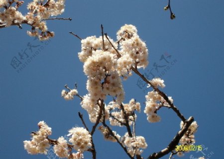 樱桃花照片图片