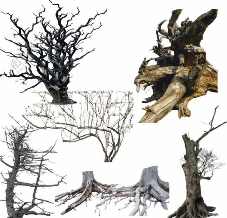 形态各异的树干图片