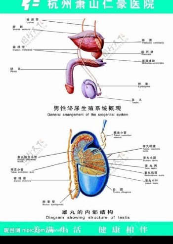 男性泌尿生殖系统概观图片
