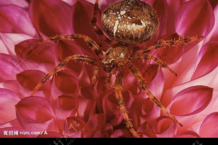 蜘蛛红花图片