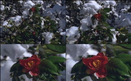 雪中花朵图片