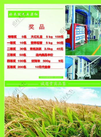 绿色环保单页稻谷图片