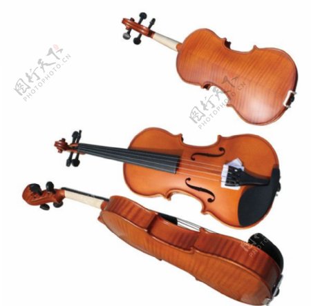 虎纹小提琴图片