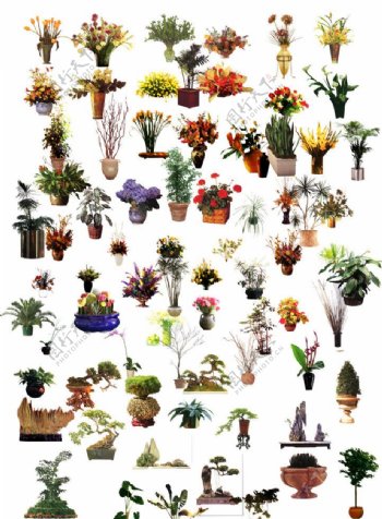 植物花卉素材图片