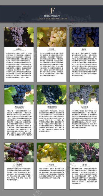 葡萄的9大品种图片