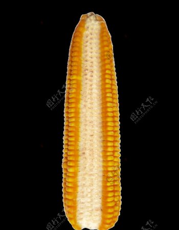 玉米轴图片