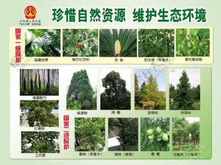 福建省国家保护植物图片