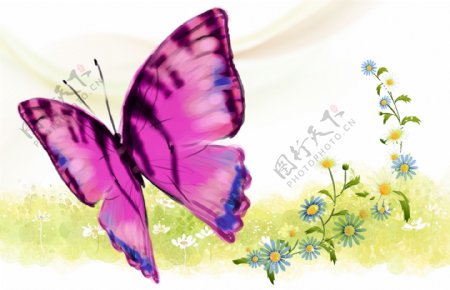 紫蝴蝶图片