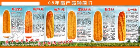 高产玉米简介图片