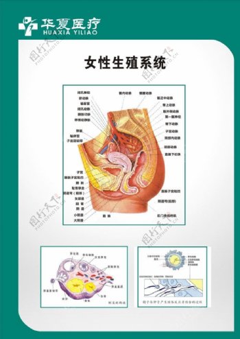 妇科图谱妇科生殖图片