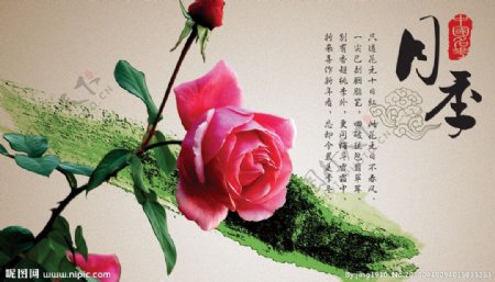 中国名花只月季图片