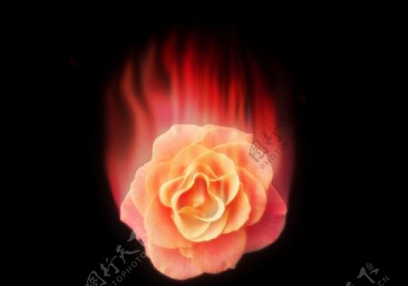 燃烧的玫瑰图片