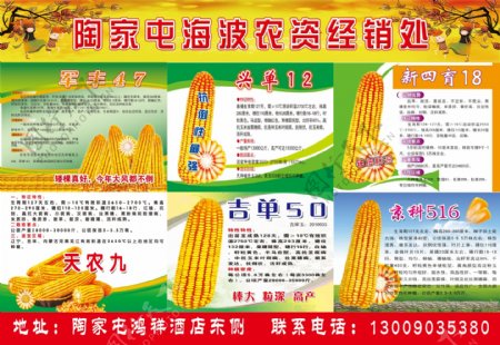 玉米种子宣传图片