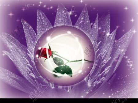 玫瑰紫色物语图片