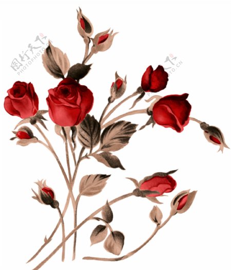 韩国玫瑰花图案psd图片