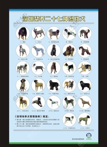 禁养27种烈性犬图片
